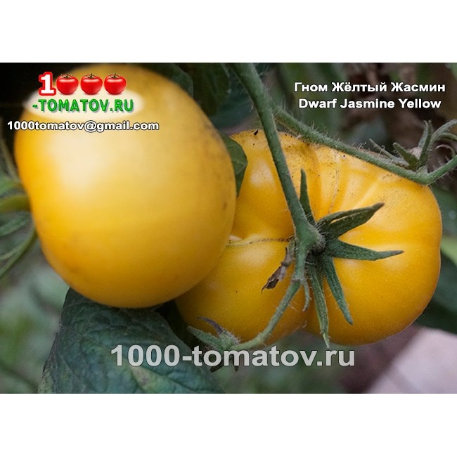 Томат Гном Жёлтый Жасмин Dwarf Jasmine Yellow 1