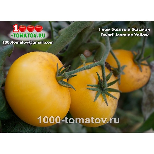 Томат Гном Жёлтый Жасмин Dwarf Jasmine Yellow 2