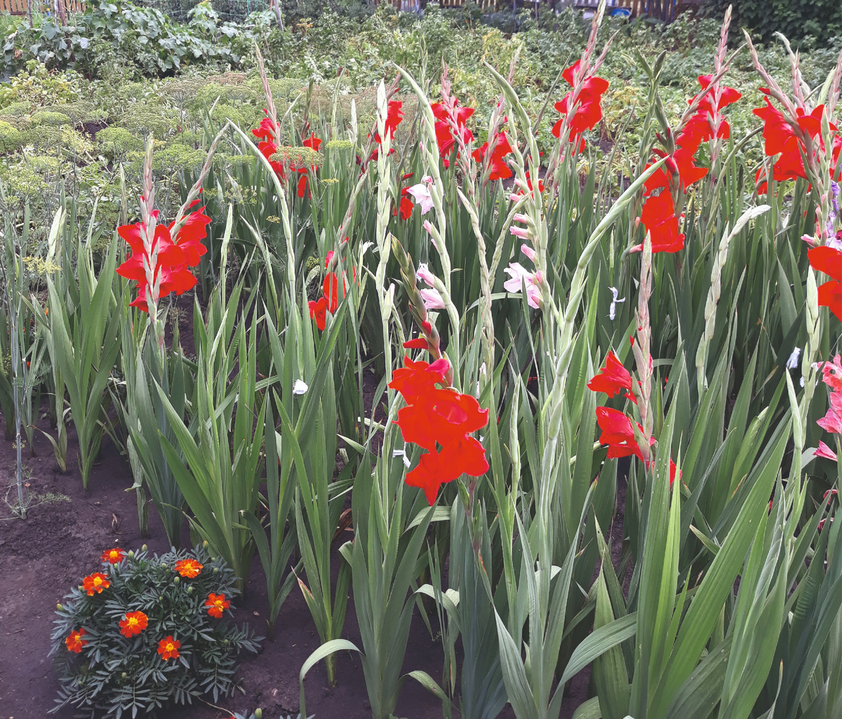 Мамины гладиолусы.