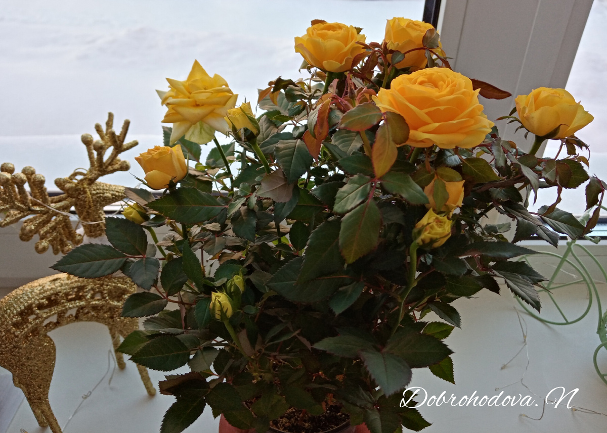 Роза Кордана в декабре на подоконнике фото автора.