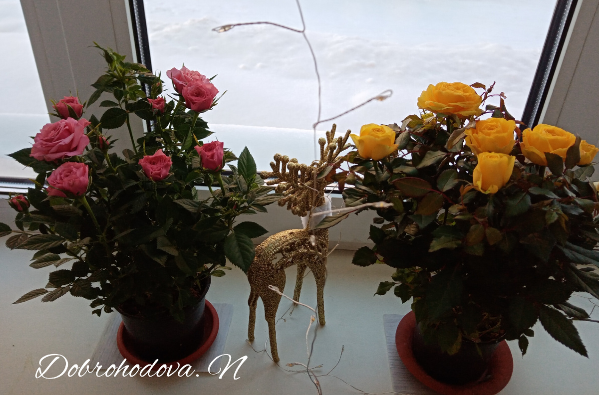 Роза Кордана 15 дней от покупки.