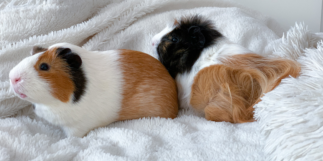 Как утеплить вольер для морской свинки