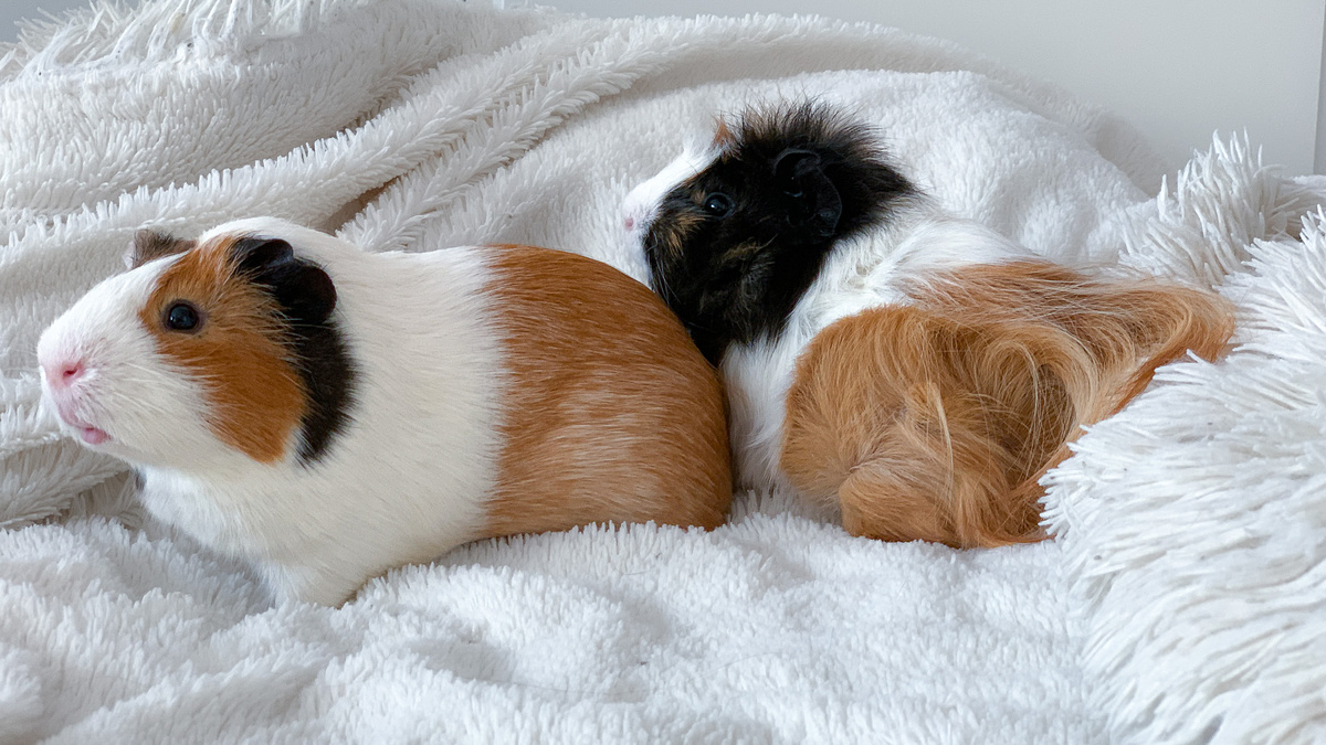 Батон и Зюзик любят всё тёплое и мягкое