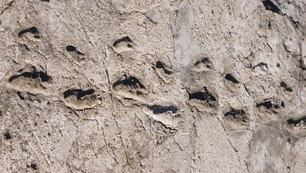 Следы в Летоли, Танзания