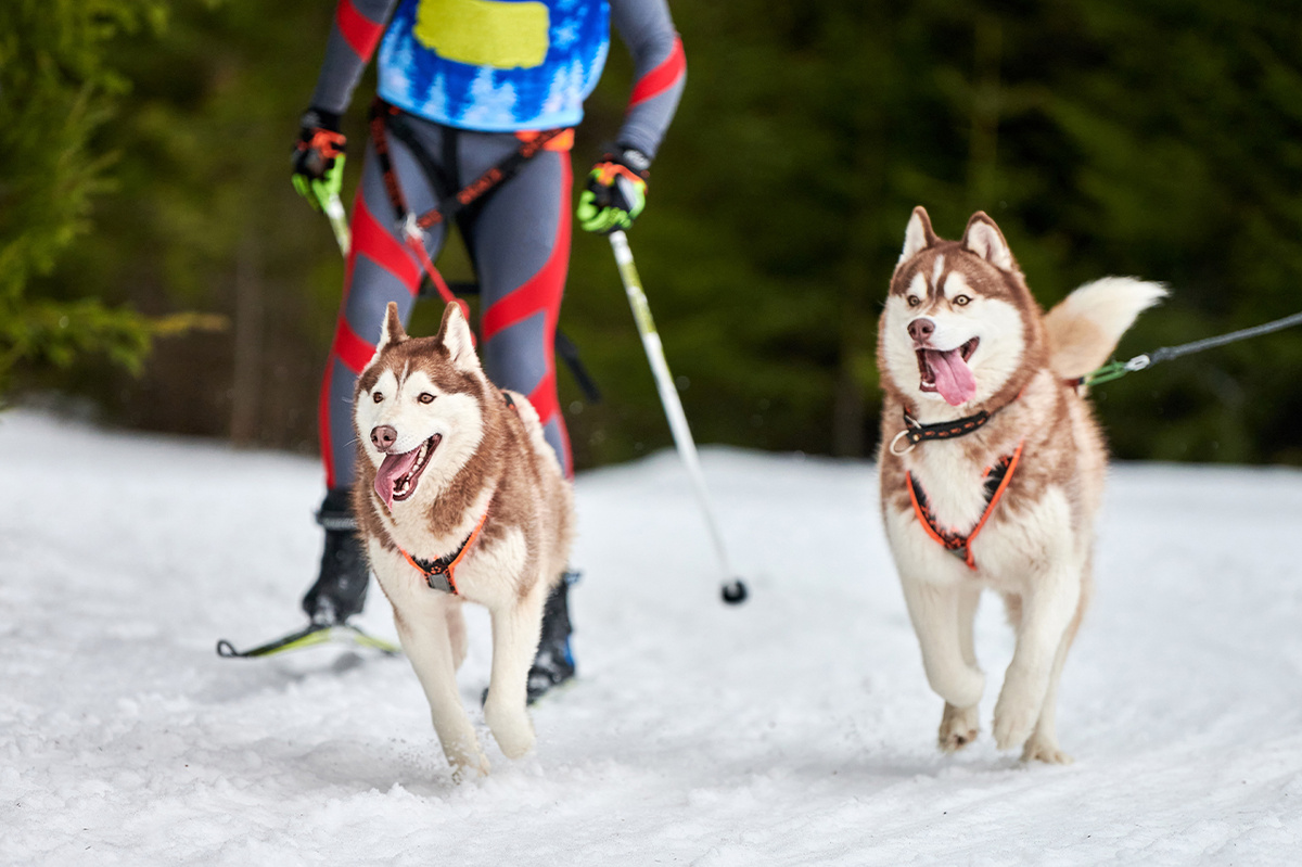 Ваша собака — это лучший партнер по зимним приключениям