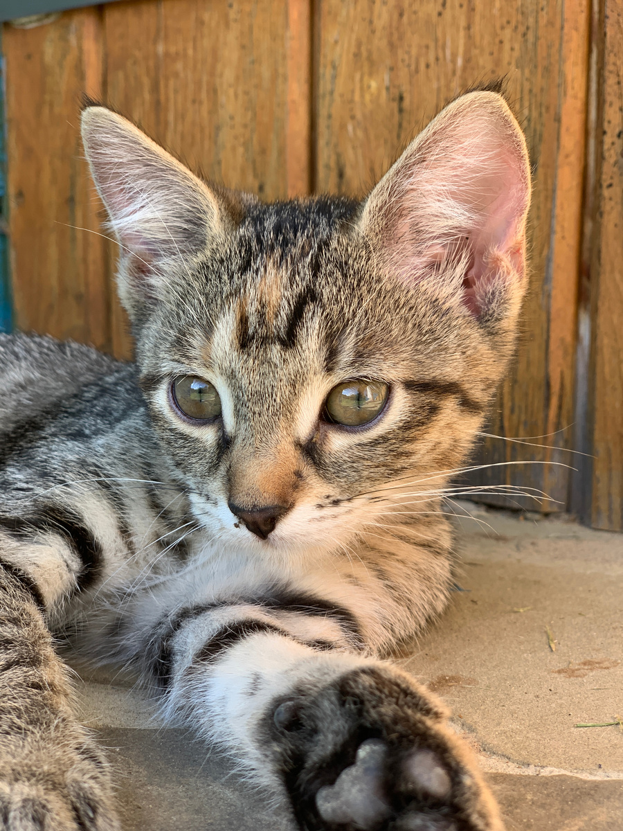 Лану нашли летом среди мусорных баков