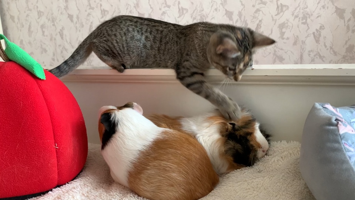 Лана аккуратно и боязливо заигрывает со свинками