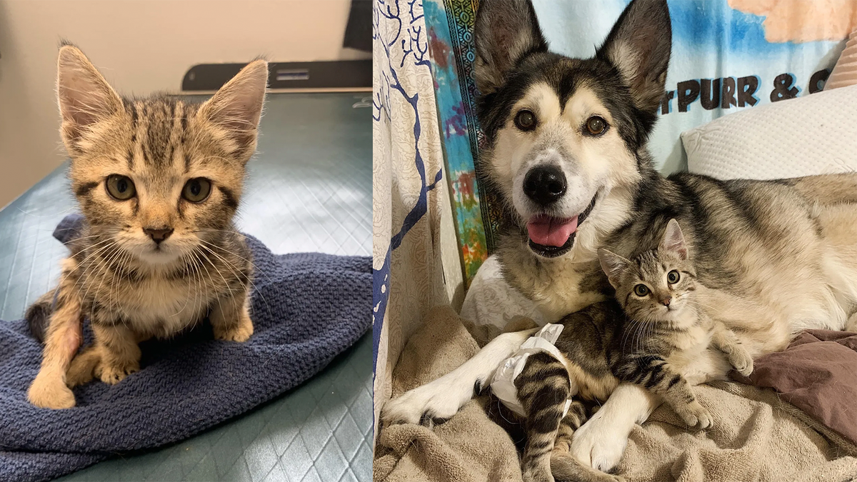    Котенка с парализованными лапками спасли с холодных улиц