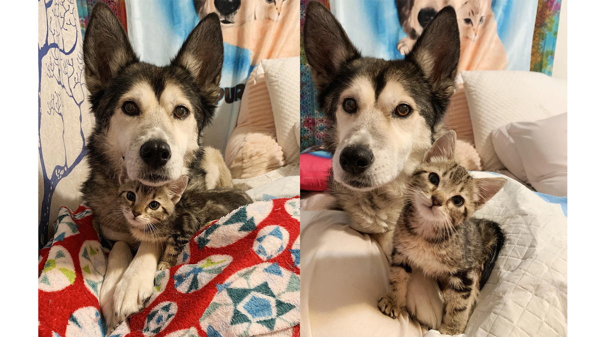    Котенок Бриджер мигом подружился с хаски Золой