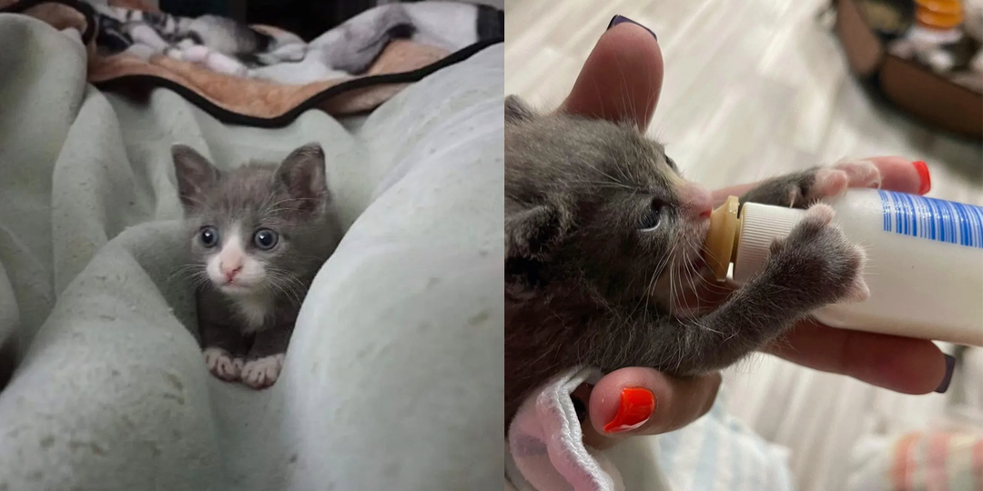 Котенок цепляется за второй шанс, чтобы найти нового друга