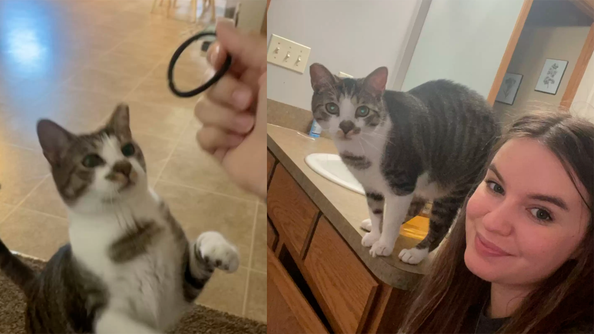    Кот Арло обожает играть с резинками для волос