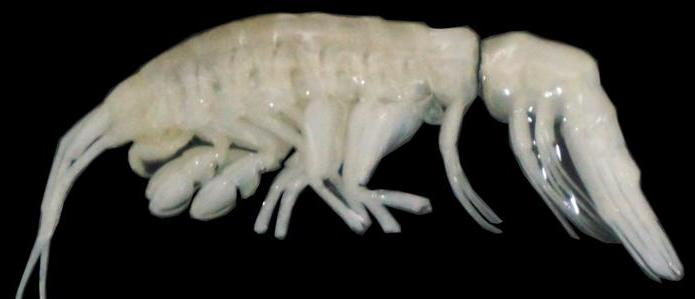 Ducibella camanchacais, недавно обнаруженный ракообразный из экстремальных глубин впадины Атакама. / Автор: Джоанна Уэстон, © Woods Hole Oceanographic Institution

