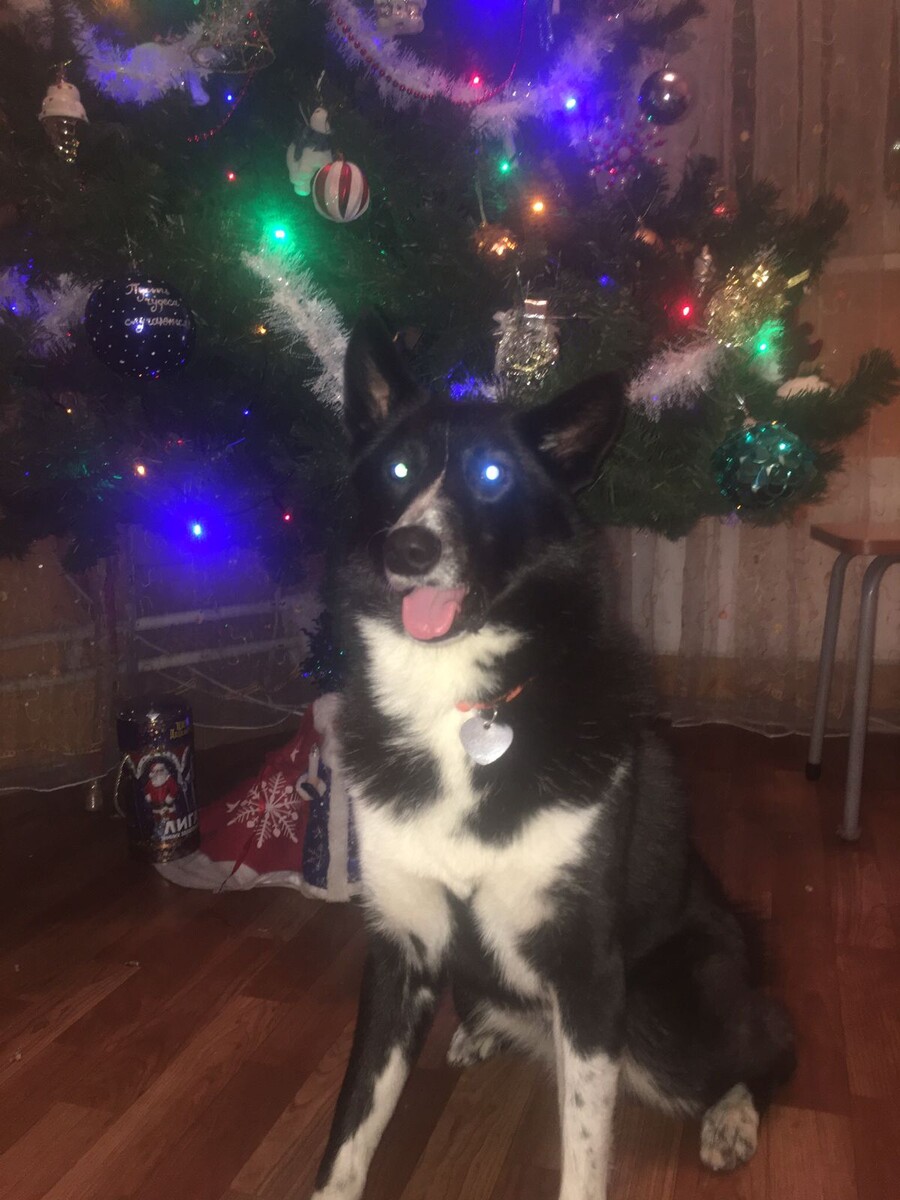 И оливье, и "шубу", и горячее, и фото под ёлкой надо сделать!!