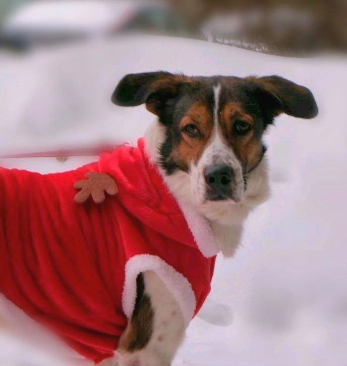 Я наряжался в надежде на то, что мне в будущем году тоже повезёт!