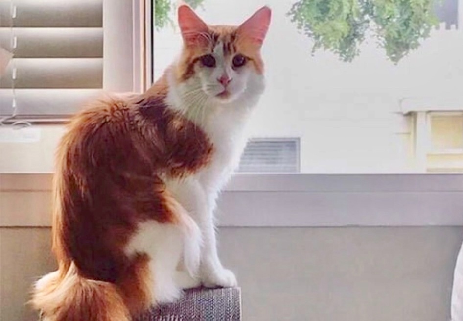 Что так смотрите? Завидуйте молча, у меня есть бобр, у тебя нет ->->->