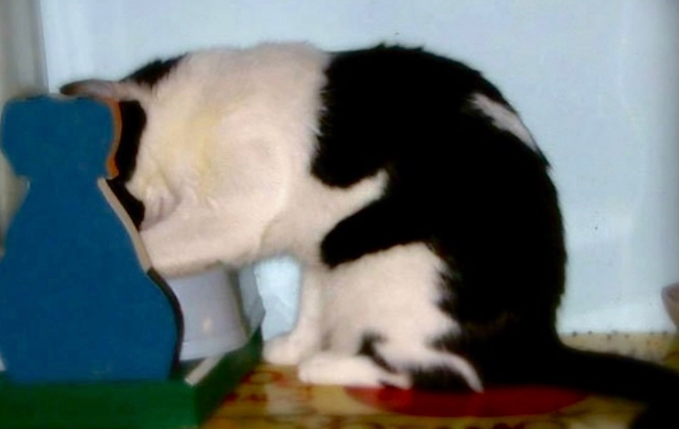 Даже зайчики любят наших пушистых котиков