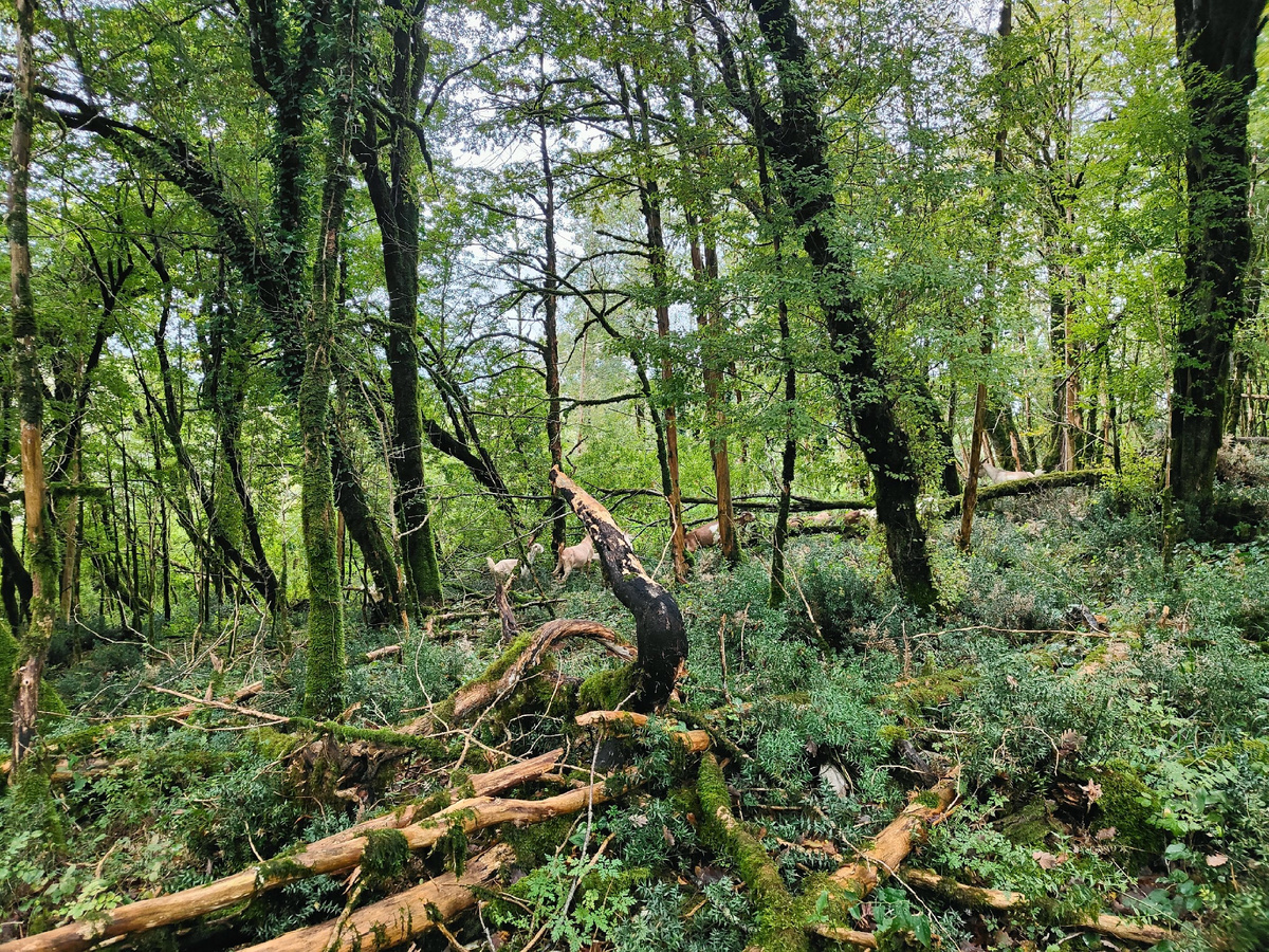 По пути к пещере. Фото автора