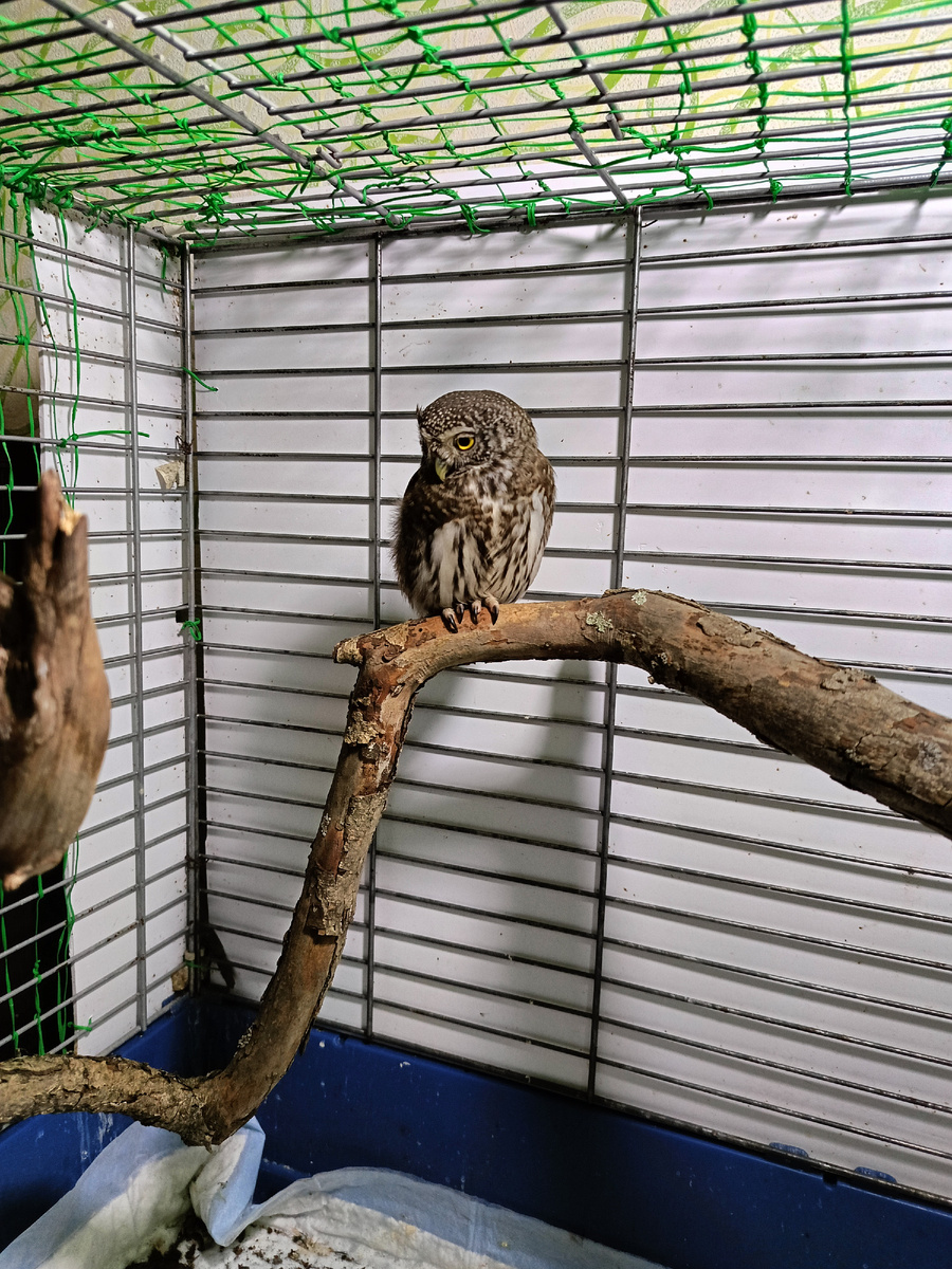 Примерно так я выгляжу утром. Нет, вру, не так ми-ми-мишно. 