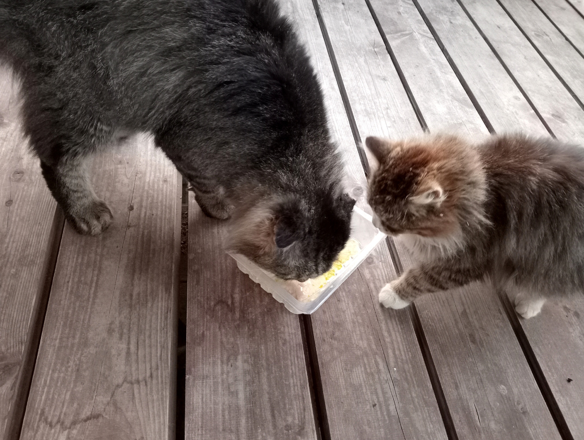 Чтобы понять размер. Милорд и Рокки.