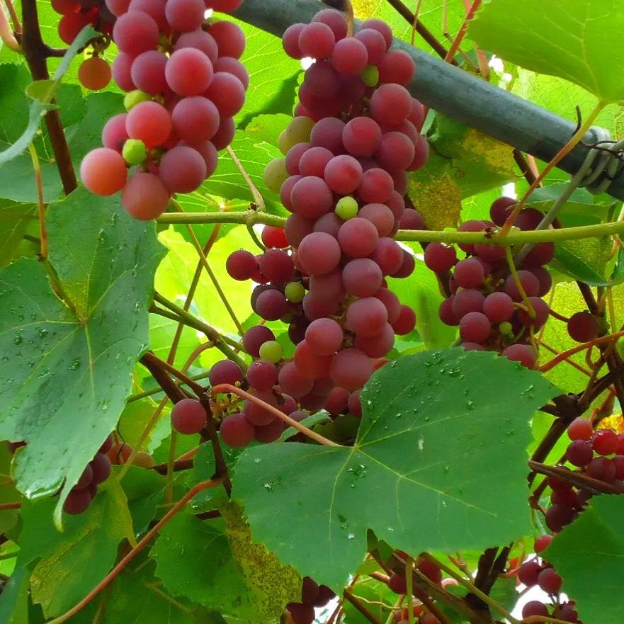 Из интернета