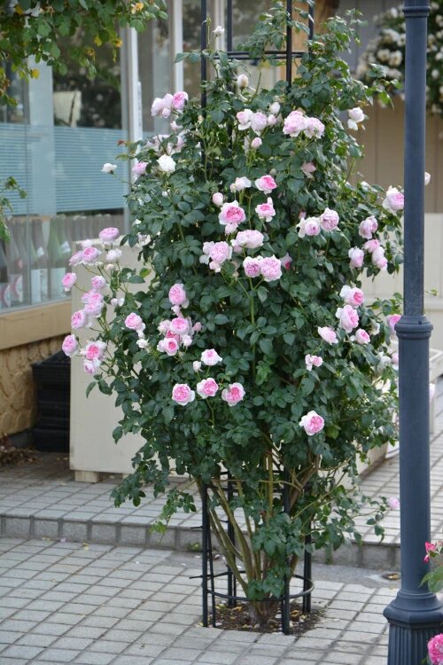 фото оригинатора с офиц сайта - предоставлено Лилией