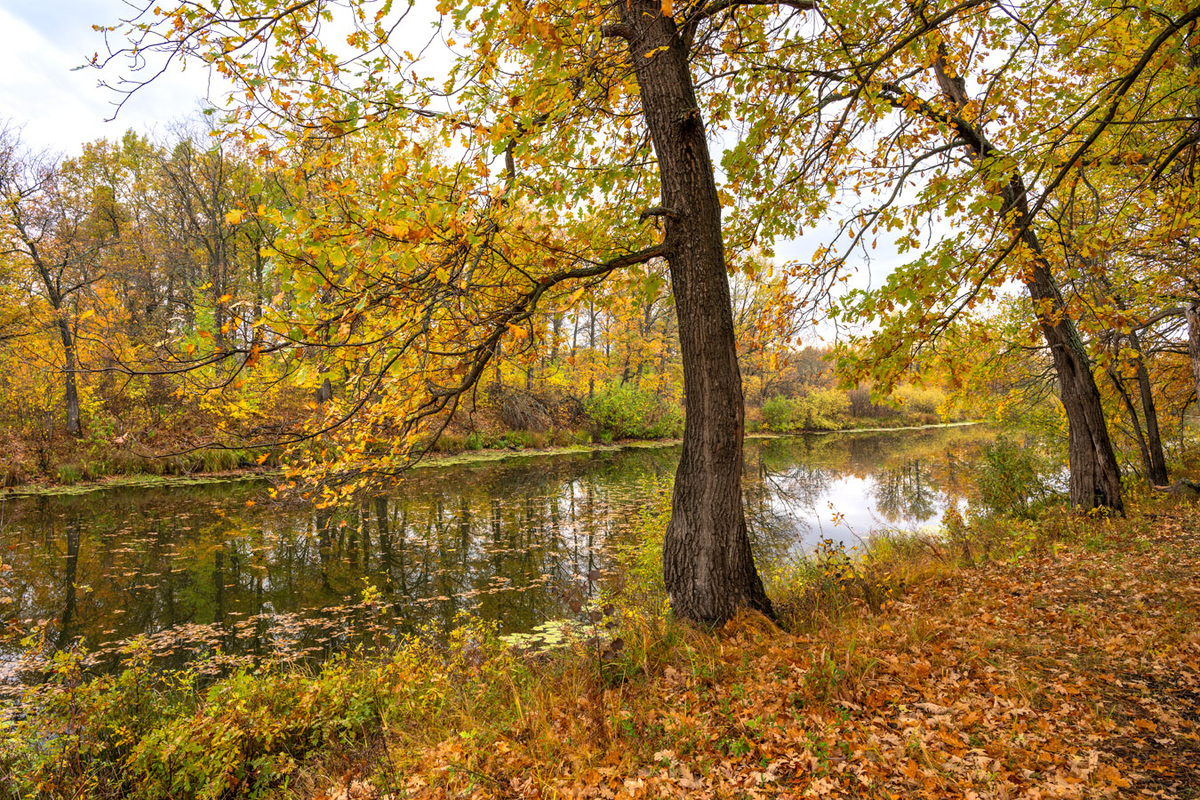 Под сенью дубов.