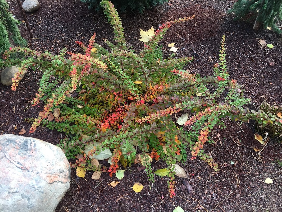 2022 Berberis thunbergii Green Carpet