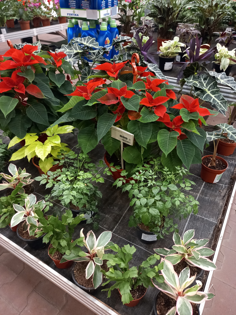 растениябодрые, красивые, здоровые