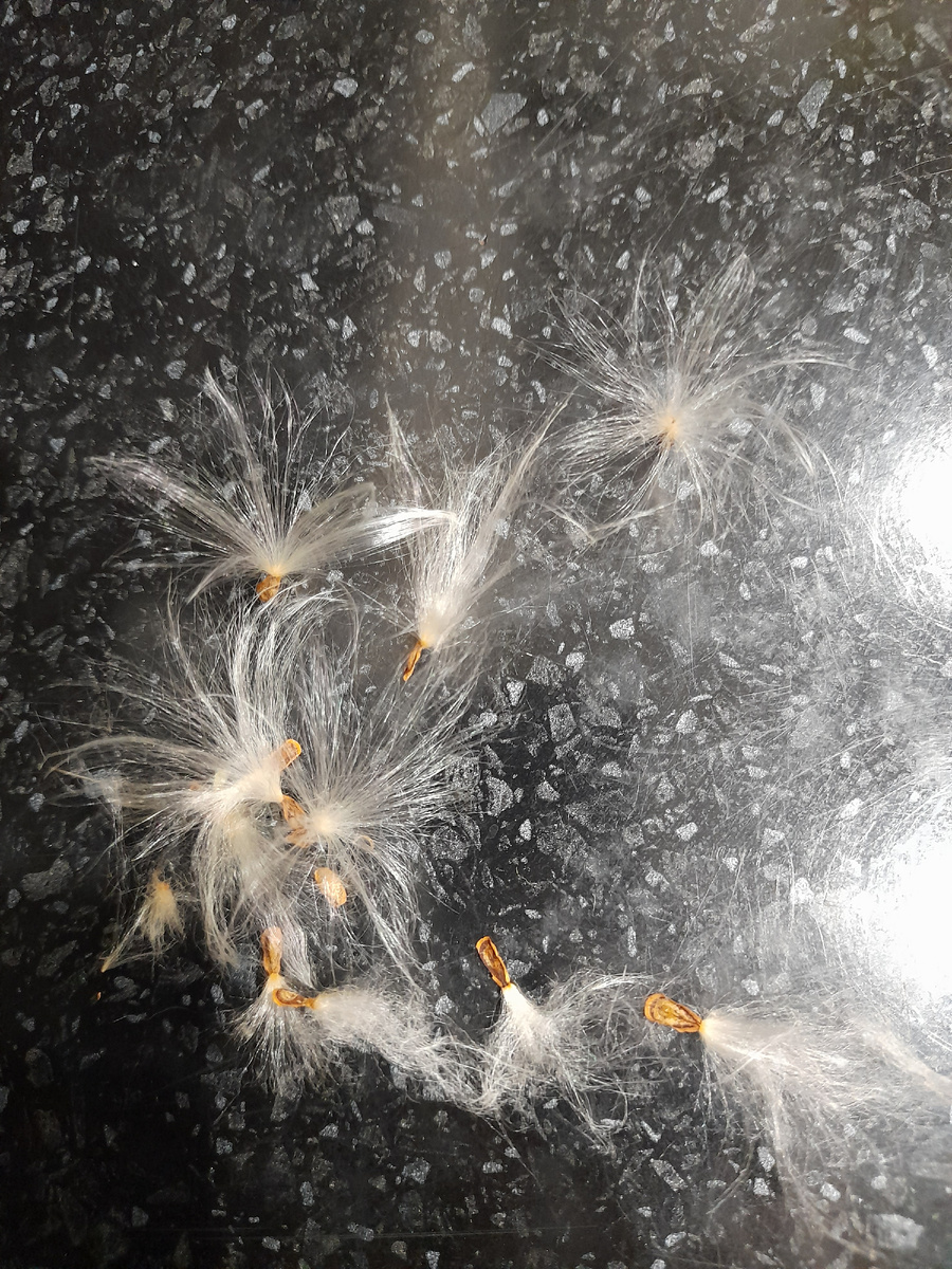 Парашутисты-ваточники