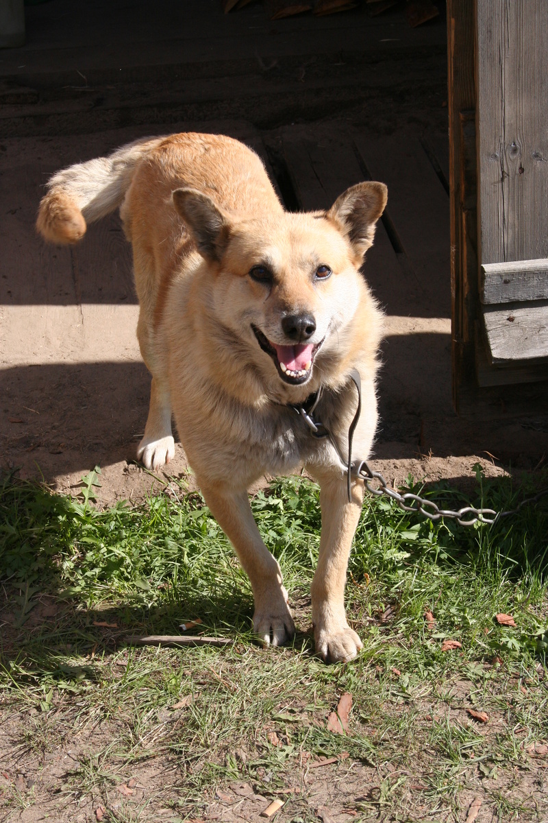Эту правильную собаку, которая когда-то охраняла родительский дом, звали Сучариком. Это всё, что вам надо знать о моём воспитании собаковода
