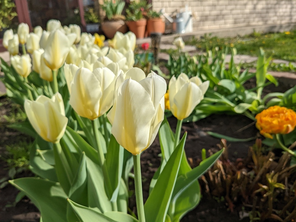 В мой день рождения сад меня радуует