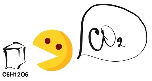 Если что - это иллюстрация, а не полное описание процесса