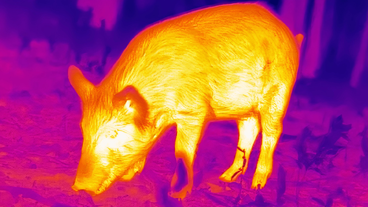 Тепловизор выявляет инфракрасное (тепловое) излучение объектов.