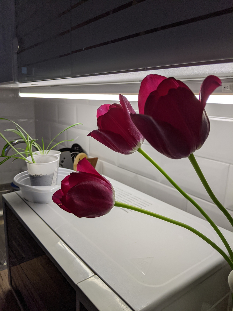 Кадр с кухни автора: принесенные с участка тюльпаны не вянут уже два дня. Прогресс!