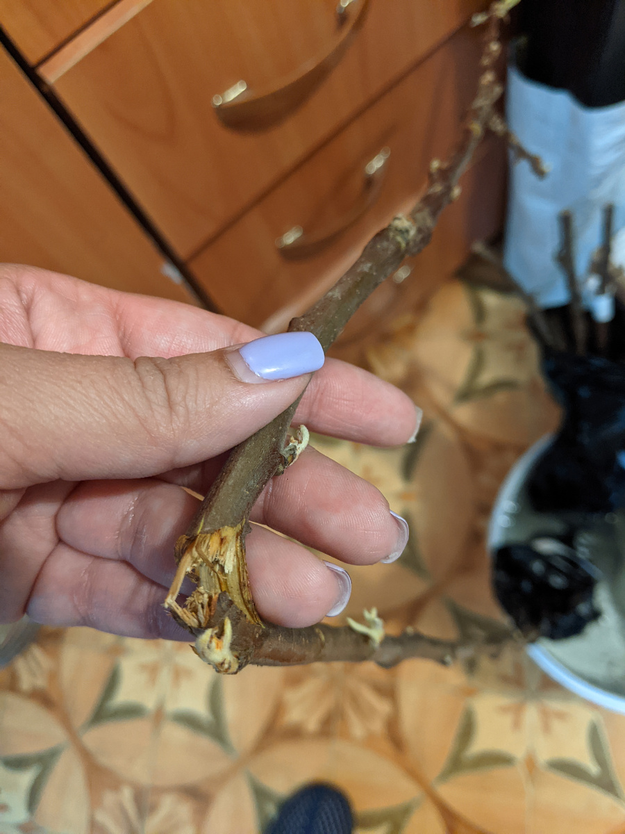 Продавец сломал саженец для удобства пересылки