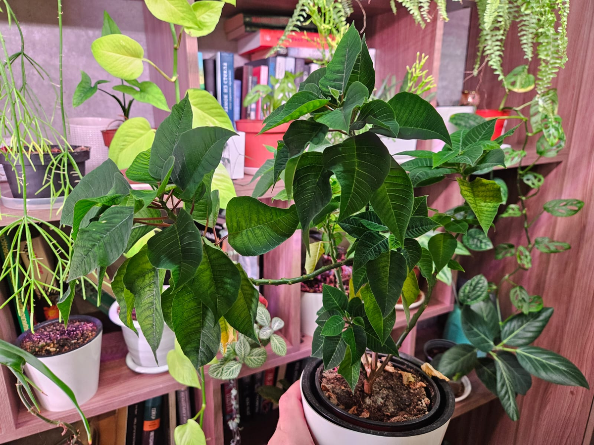 А это моя пуансеттия с прошлого года