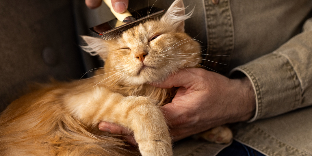 Почему кошка линяет и у неё выпадает шерсть? Разбираемся в шерстяных делах