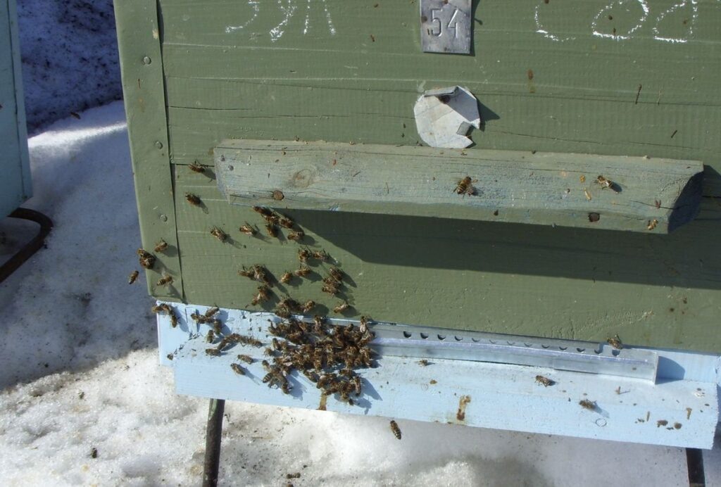 Первый слабый очистительный облёт пчёл в марте.