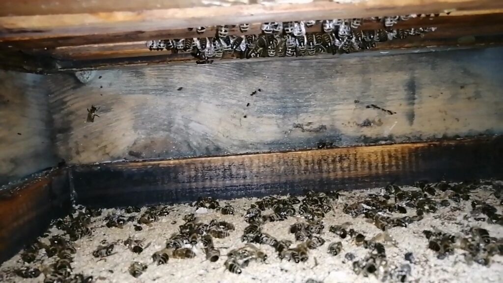 Расположение клуба пчёл снизу рамок.