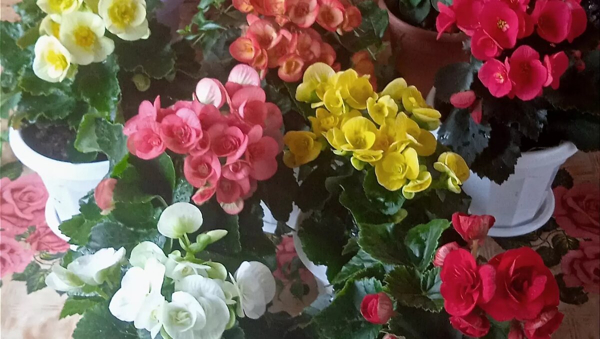     Автор: Нина Соловьева Источник: udm-info.ru