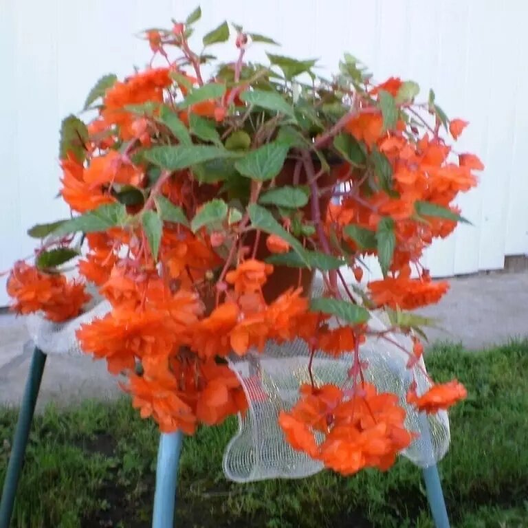     Автор: Надежда Панькова