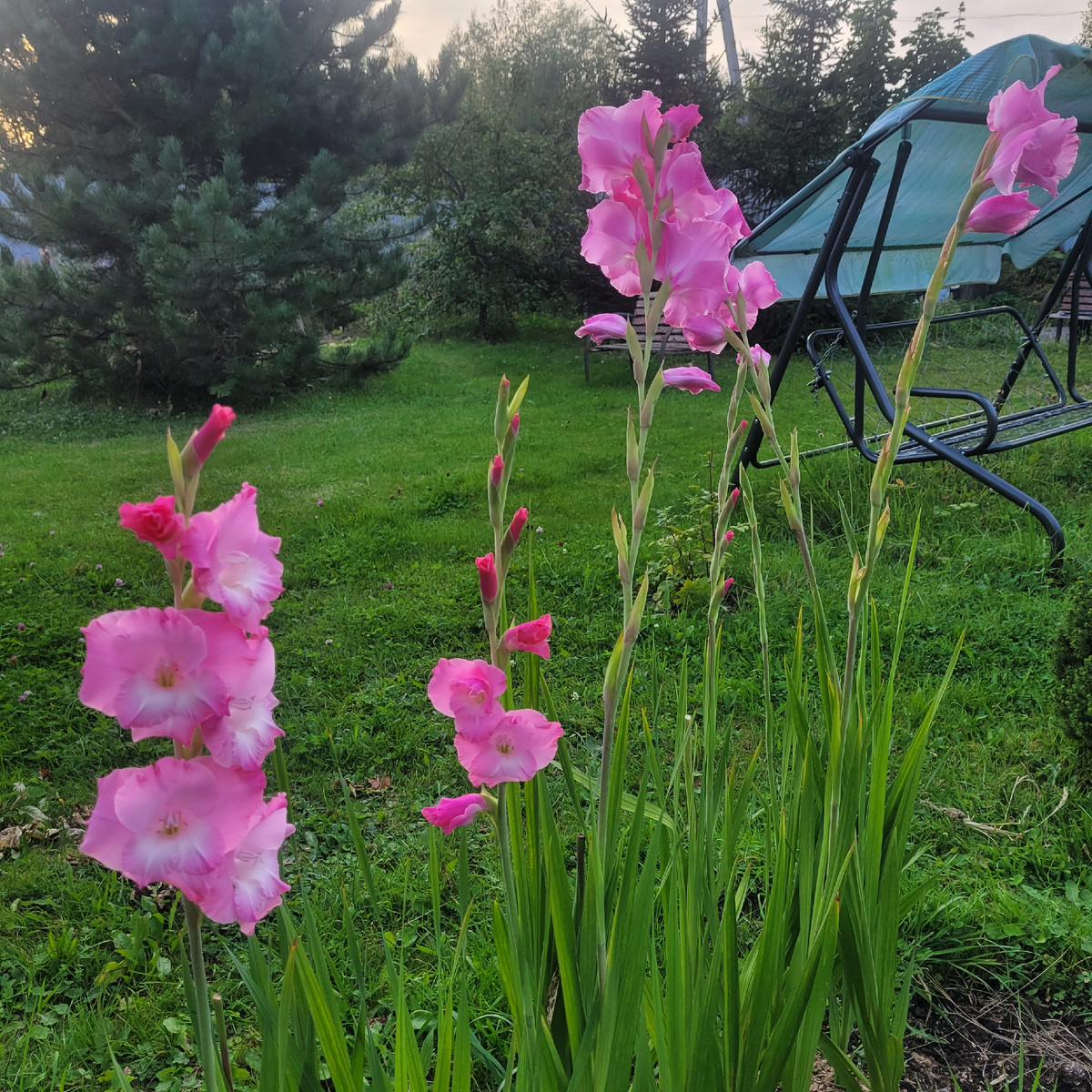 Гладиолусы, цветение 2024 года