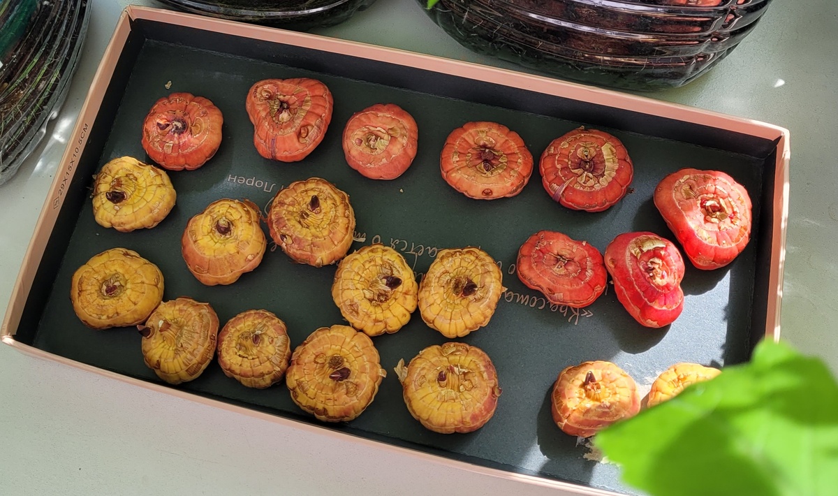 Луковички гладиолусов. Моя покупка на авито в 2024 г