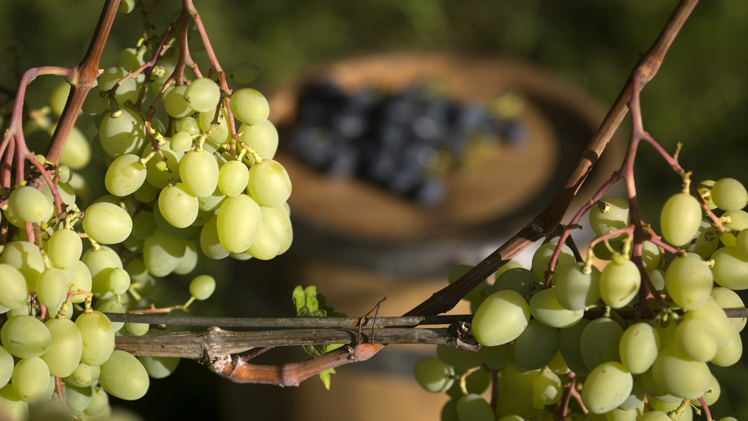    Nikolay Gyngazov/Globallookpress