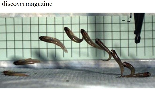 прыгающий ривулус