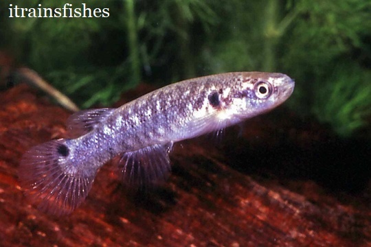 ривулус в воде