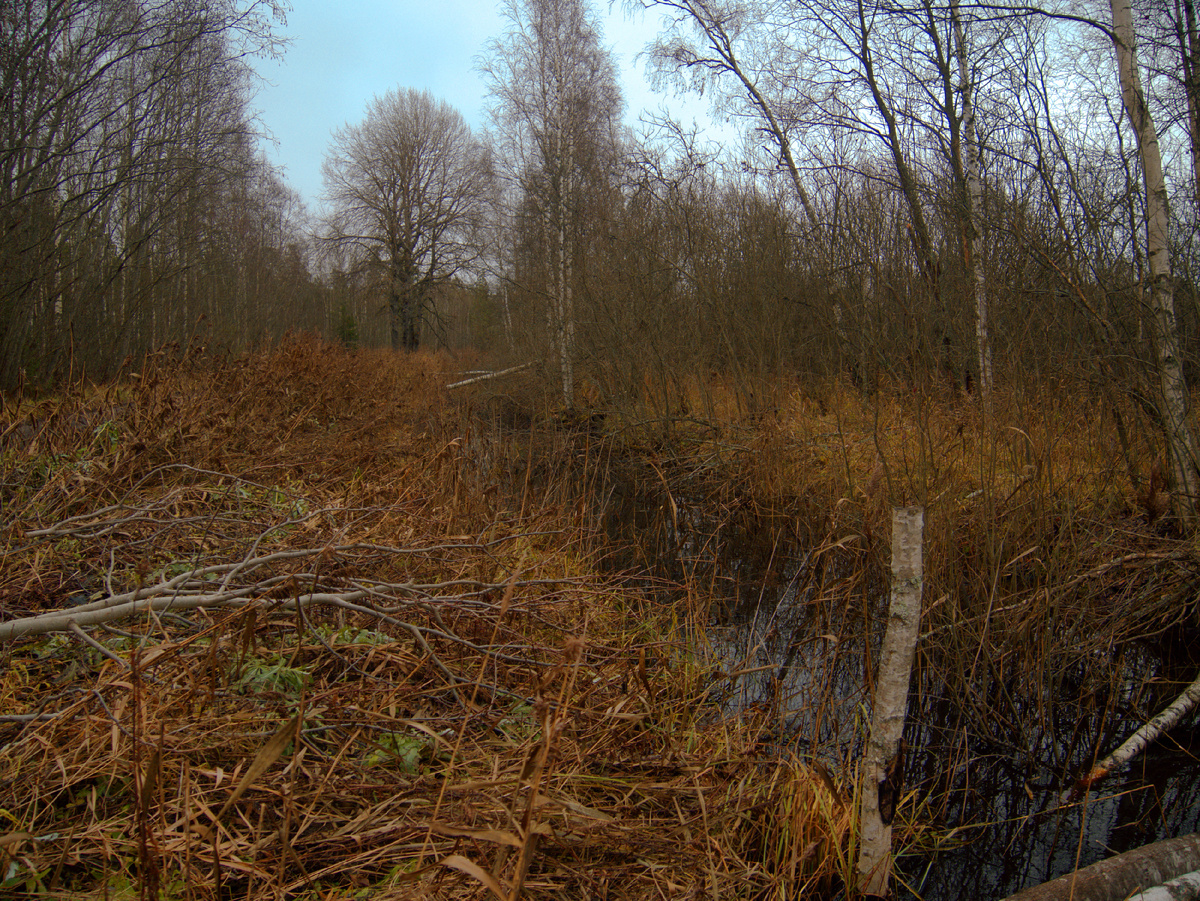 С последним месяцем осени. Конец ноября какой. Выпал первый снег пейзаж. Конец ноября какой. Конец ноября какой.