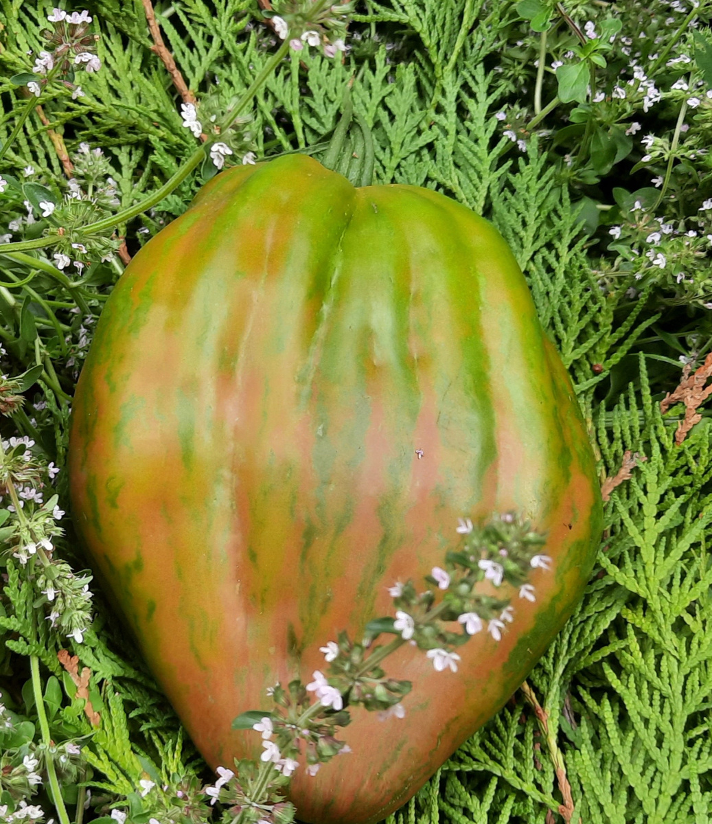 Зелёный тюльпан