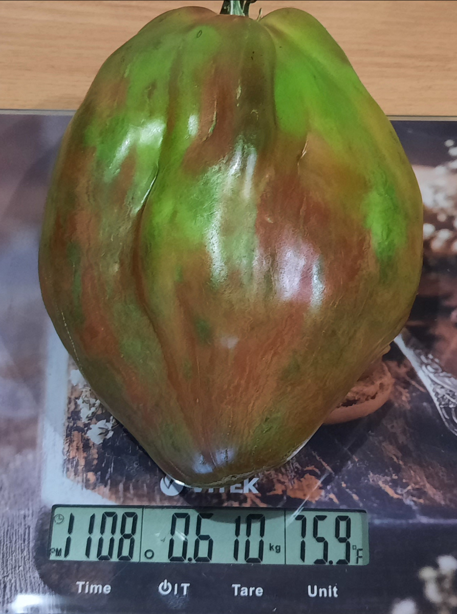 Бывают достаточно внушительных размеров  плоды