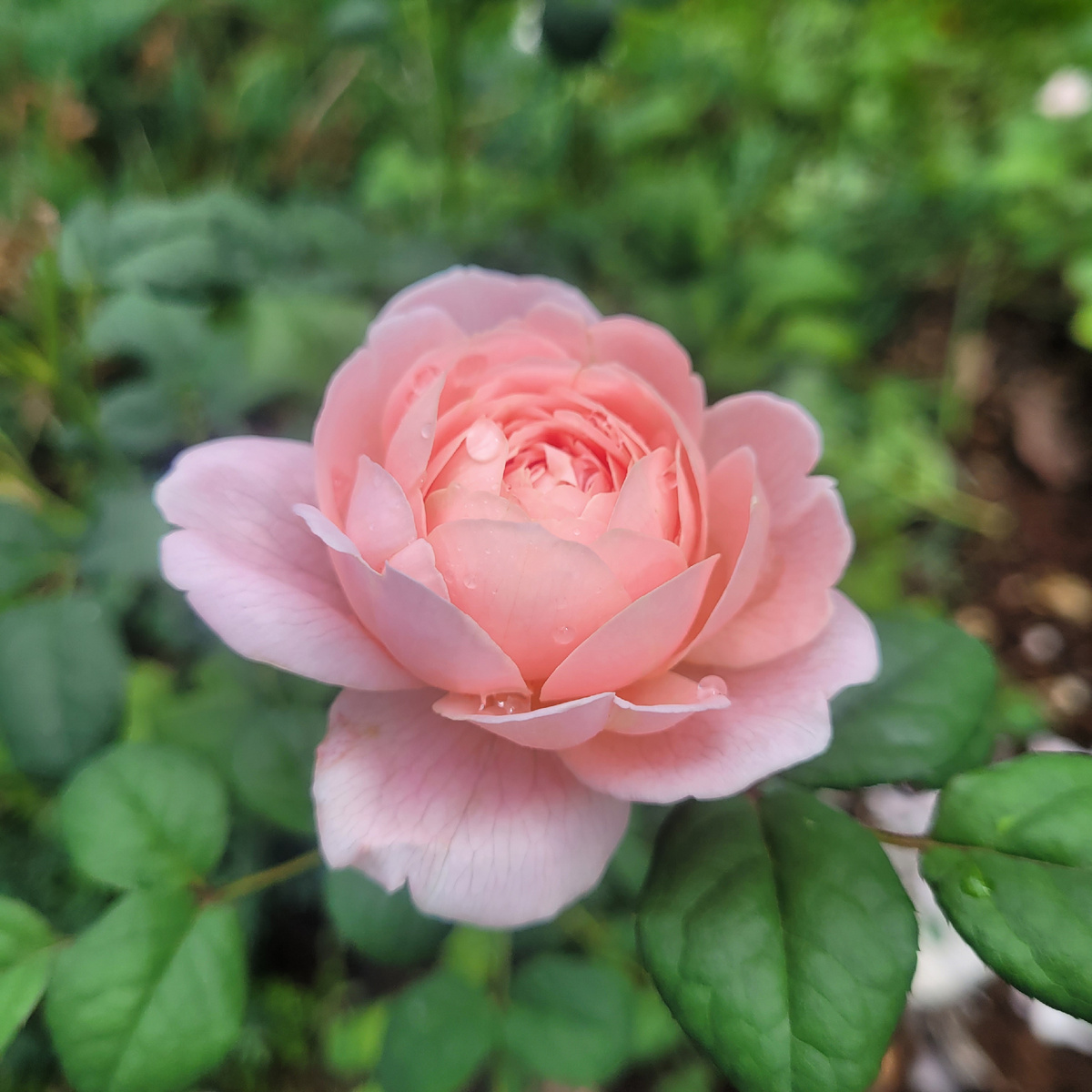 Роза Королева Швеции Фото автора